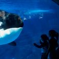 Seaworld Announces Plans To “Phase Out” Killer Whale Show For Good