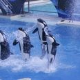 SeaWorld Announces That It Will Stop Breeding Orca Whales