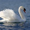 A Swan Is Loose On The M6 Dublin To Galway Motorway