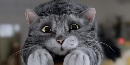 VIDEO: Mog The Cat Is The Star Of The Sainsbury’s Christmas Ad