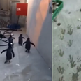 VIDEO: Penguins Attempt Escape From Zoo But Leave A Trail Of Footprints Behind