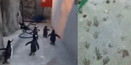 VIDEO: Penguins Attempt Escape From Zoo But Leave A Trail Of Footprints Behind