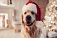 This is apparently Ireland’s most popular Christmas tradition
