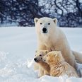 The World’s Polar Bear Population Is Expected To Shrink By 30 Per Cent In The Next 40 Years