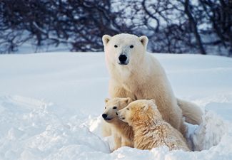 The World’s Polar Bear Population Is Expected To Shrink By 30 Per Cent In The Next 40 Years