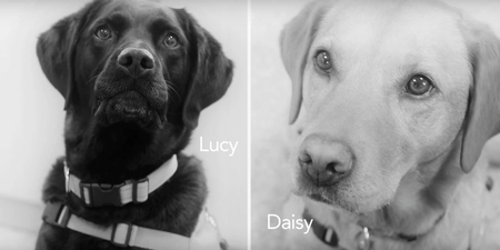 These Dogs Can Sniff Out Cancer