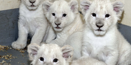 VIDEO – Rare White Lion Cubs At Toronto Zoo Are Too Cute