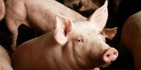 Animal Rights Activist Faces Jail Time for Giving Dehydrated Pigs Water
