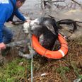 This Is Too Much – Donkey Rescued From Flooded Field After #StormDesmond