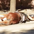 A Police Officer Lays By His Dying Horse and The Sadness of The World is Upon Us