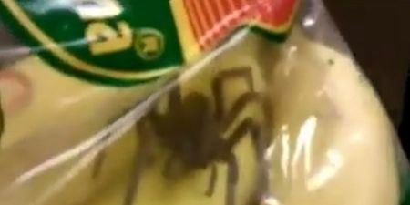 Shocking Footage Shows Customer Arguing With Cashier After Giant Spider Found In Bananas