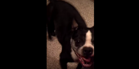 WATCH: This Dog Has Better Rhythm Than All Of Us