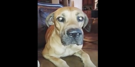 This Dog Hiding Food Is Like Us Stealing Sweets At Christmas
