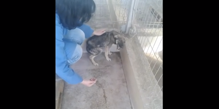 WATCH: Rescue Dog Has Heart-Breaking Reaction To Being Stroked For The First Time