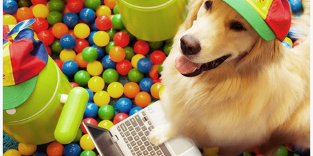 Google UK Hands Over Their Twitter Account To A Dog