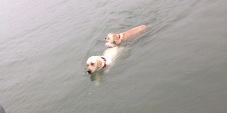PICS: Hero Dog Afraid To Jump In Water Swims Out To Sea To Save His Blind Friend