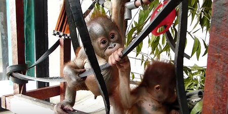 WATCH: The Moment Two Rescued Baby Orangutans Meet Is Adorable