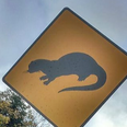 PIC: Ireland’s First ‘Otter Crossing’ Signpost Spotted