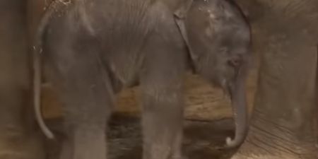 VIDEO: This Baby Elephant Falling Over Is All Of Us On A Monday