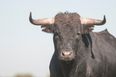 A Bull Going For A Spin In Tipperary (We Kid You Not)