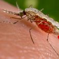 Sexually Transmitted Case Of Zika Virus Recorded In America