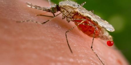 Sexually Transmitted Case Of Zika Virus Recorded In America
