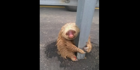 A Lost Sloth Caused A Traffic Jam In Ecuador And It’s A Lot To Take In