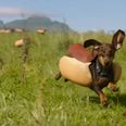 VIDEO: Weiner Dogs And Heinz Ketchup Come Together And It’s Magnificent