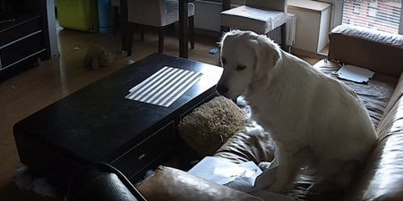 WATCH: Footage Captured On Nanny Cam Shows What Dogs Really Get Up To On Their Own