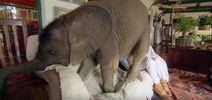 This Baby Elephant Is Very Attached To His Owner And It’s Too Much To Handle