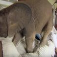 This Baby Elephant Is Very Attached To His Owner And It’s Too Much To Handle