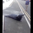 WATCH – Cheeky Seal Visits Wicklow Town Fish Shop To Pick Up A Few Bits