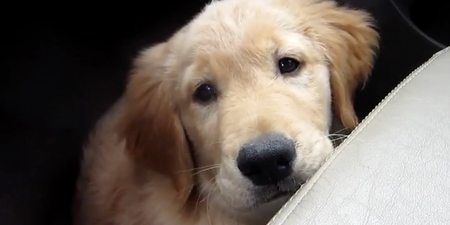 WATCH – This Video Of A Guide Dog In Training Will Make You Bawl