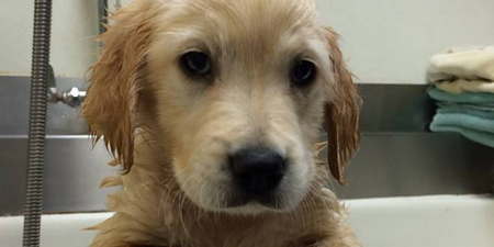 CUTENESS EMERGENCY – This Puppy Got Train-Track Braces And We Can’t Cope