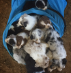 WATCH – These 18 Puppies Waking Up From A Nap At The Same Time Will Make Your Day
