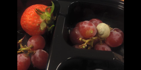 Irish Company Responds to Customer Complaint Brilliantly After Snail Found in Fruit Cup