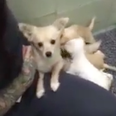 WATCH – This Video Of A Rescue Dog Reunited With Her Puppies Will Hit You Right In The Feelings