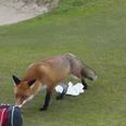 VIDEO – A Fox Robbed This Man’s Wallet On A Louth Golf Course And It’s Going Viral