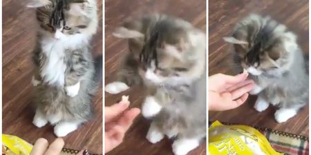 This Gif of a Kitten Clapping Its Paws for Treats Is All You Ever Need to See