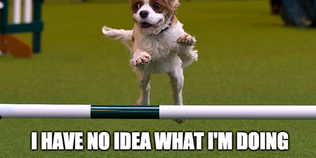 12 Adorable Dog Memes From Crufts 2016
