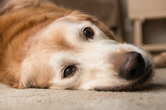 Man Adopts Senior Dogs So They Have A Place To Grow Old