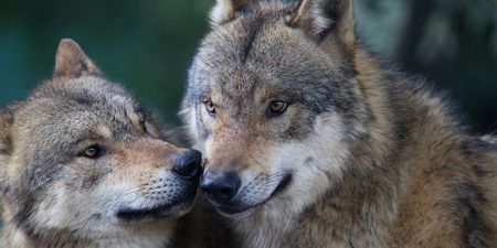 Eight Grey Wolves Have Arrived At Dublin Zoo