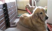 VIDEO: Puppy Tries To Find A Napping Spot But It’s Just Not Happening