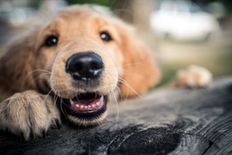 New Laws For Dog Owners Come into Effect This Friday