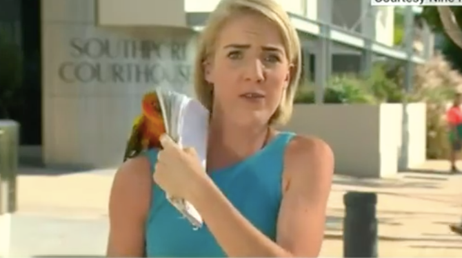 Watch Parrot Lands On Australian Tv Reporter Mid Broadcast Herie 1210