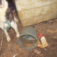The ISPCA Have Highlighted A Horrific Animal Cruelty Case In Cork
