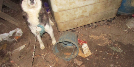 The ISPCA Have Highlighted A Horrific Animal Cruelty Case In Cork