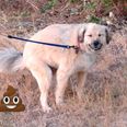 This Is Why Your Dog Stares At You As It Poops