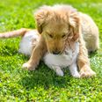 These are the most popular pet names of 2016