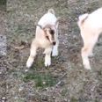 WATCH: Baby goat can’t get the hang of jumping and it is beyond adorable